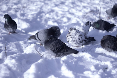 a flock of pigeons on a snowy meadow warming themselves upの写真素材