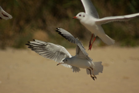 a seagull takes off with its wings spread against a blurred background of sand and treesの写真素材