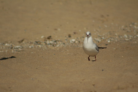 lone seagull importantly walks along the sandy sea beachの写真素材