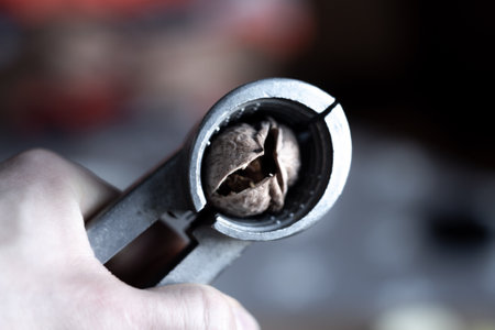 photograph of a cracked walnut in the opening tool with focus in the foregroundの写真素材
