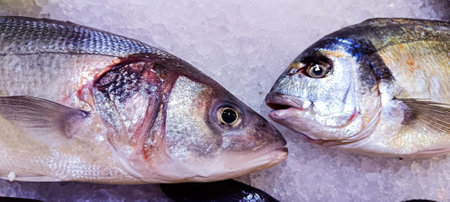 Two fresh raw fish, a sea bass and a gilthead seabream, are displayed on crushed ice, ready to be sold at the market or cooked.の写真素材
