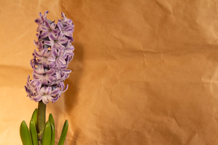Vivid purple hyacinth blossoms with green leaves displayed against a textured brown paper background, creating a natural, rustic, and elegant aesthetic. Perfect for spring or gardening-themed projects.の写真素材