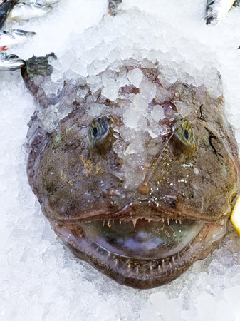 An image showing a fresh monkfish on ice, vividly displayed at a seafood market for selection by customers. Ideal for cooking and showing seafood varieties.の写真素材