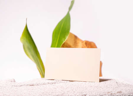 Cosmetology business card mock up. Eco natural style. Cement and green leaf. Beauty clinic card....
