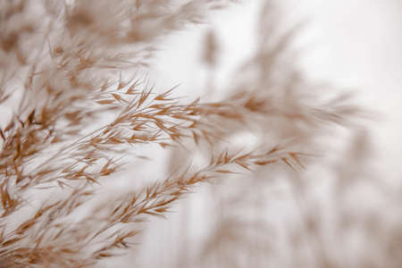 Pampas grass outdoor in light pastel colors. Dry reeds boho styleの写真素材