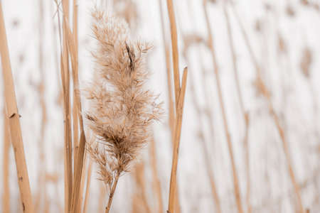 Pampas grass outdoor in light pastel colors. Dry reeds boho styleの写真素材
