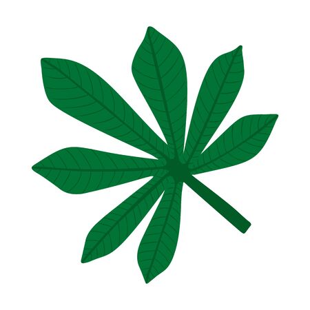 Full fresh leaf of fatsia japonica palm tree, flat vector illustration isolated on white background. Cartoon cute hand drawing of fatsia japonica palm tree leaf, jungle forest design elementのイラスト素材