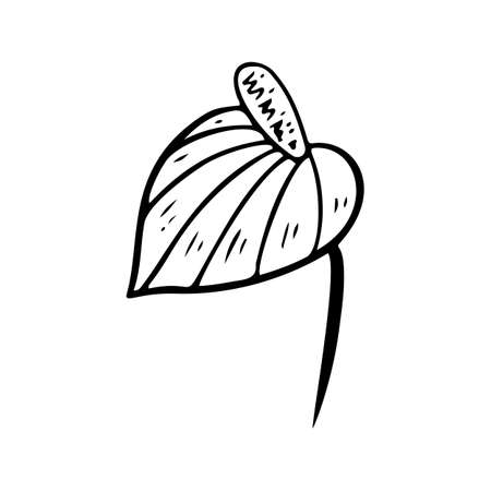 Silhouette of Anthurium flower. Tropical plant floral doodle element. Outline Anthurium hawaiian flower. Hand drawn foliage icon. Vector illustration isolated on white background. Exotic floral sketchのイラスト素材