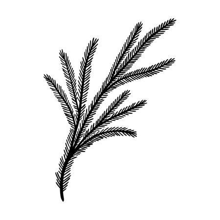 Fir branch vector illustration. Floral hand drawn pine. Christmas linear element in modern style. Elegant spruce twig silhouette isolated on white background. Cedar branch line art designのイラスト素材