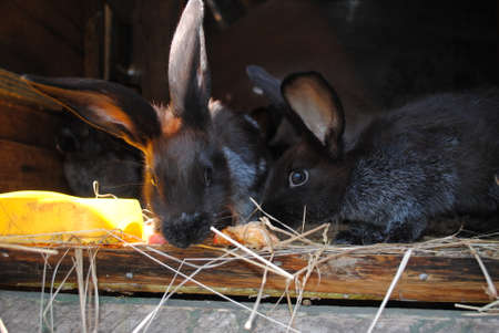 Rabbits on the farm, close-up. Selective focus.の写真素材