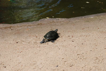 turtle on the shore of the pond in the park. High quality photoの写真素材