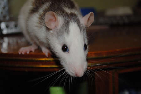 domestic white ratの写真素材