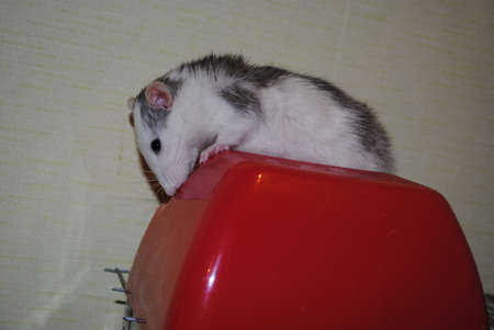 Gray hamster sits on a red plastic object in the room.の写真素材