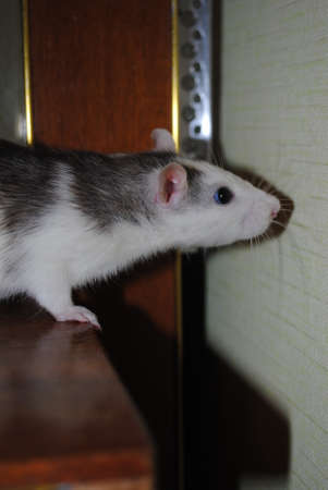 Gray and white rat on a shelf in the roomの写真素材