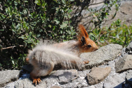 little squirrelの写真素材