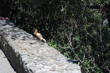 little squirrelの写真素材