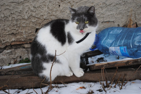 cat waiting for mouseの写真素材