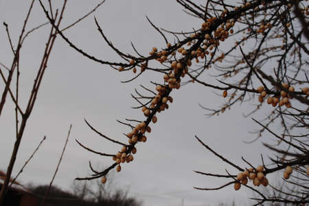 tree - sea buckthorn, winterの写真素材