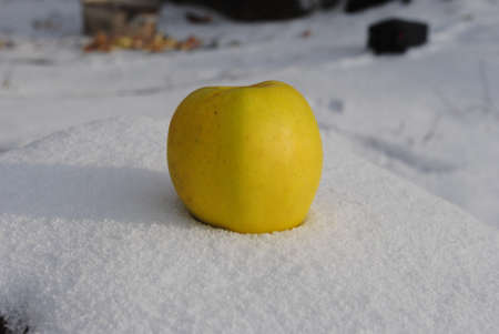 still life - yellow apple on fresh snowの写真素材