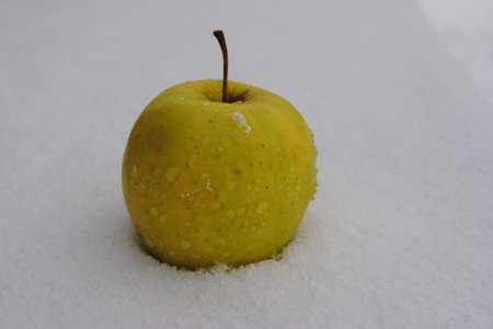 apple golden in white snowの写真素材