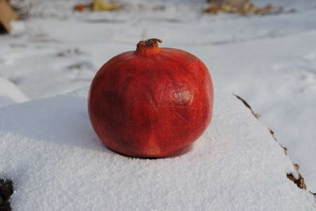 red pomegranate on white snowの写真素材