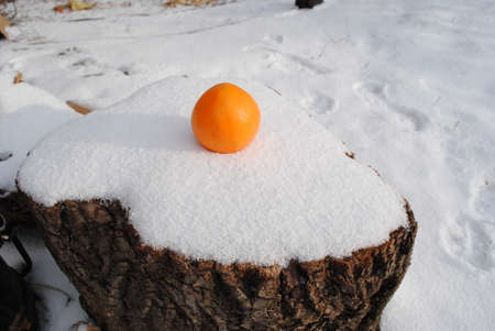 still life - fresh orange on white snowの写真素材