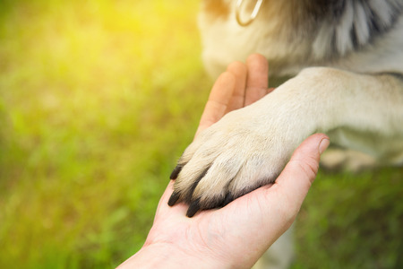 a man holds the paw of the dog in the Park in the summer at sunset. the concept of friendship, teamwork, love.の写真素材