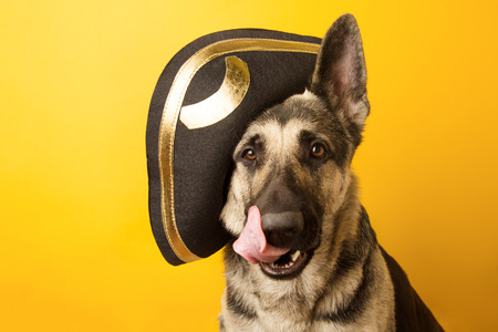 dog pirate - Eastern European shepherd dressed in a pirate ha onの写真素材