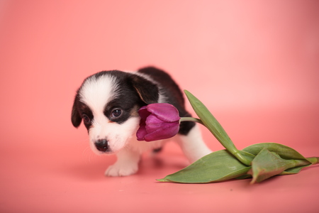 Newborn cute fluffy brown welsh corgi cardigan puppy playing with a cut purple tulip flower and smelling it to smell it on a pink backgroundの写真素材