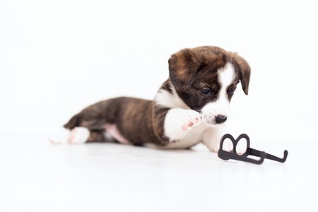 Newborn cute fluffy brown cardigan puppy with hanging ears running around the room and playing with toy plastic glasses on a white background. Loving animals and having fun conceptの写真素材