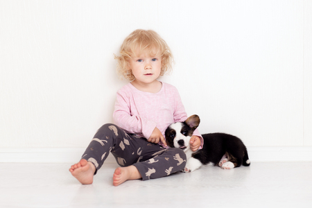 Portrait of a happy curly cute Caucasian little girl at home with a welsh corgi cardigan puppy playing on the floor in the roomの写真素材