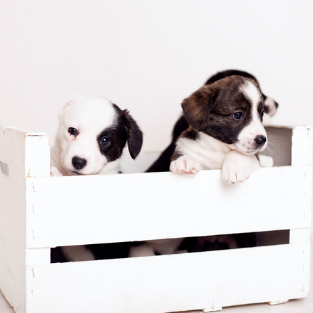 newborn flyffy Brown cardigan puppy in a wooden box isolated on white background.の写真素材