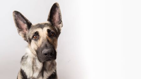 German Shepherd dog on white background peeking from behind a bannerの写真素材