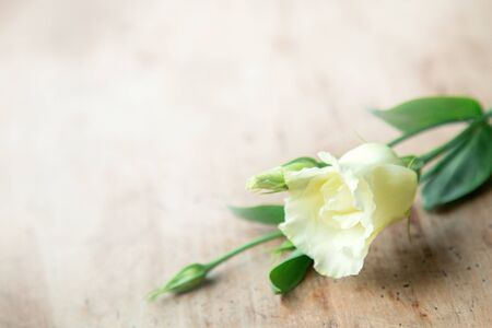 Tender fresh white cut eustoma flower on an old vintage wooden table in rustic style. holiday card for women with place for text.の写真素材