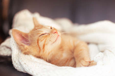 A ginger cat sleeps on soft cozy bed with knitted white blanket. soft focusの写真素材