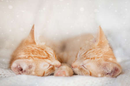 two red kittens sleep with their muzzles to each other on knitted white blanket. present at home pets, christmas concept.の写真素材