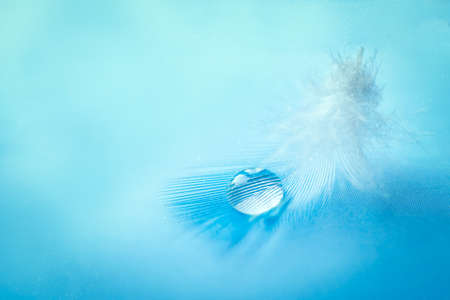 blue light airy soft bird feather with fresh drops of water on blue background close-up macro. purity and fragility of nature with copy spaceの写真素材