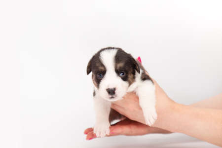 A newborn corgi cardigan puppy on the arms of a women person. the people responsible for the...