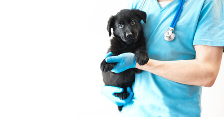 Adorable cute black puppy sitting at hands vet in hospital with doctors looking at camera. veteriner man holding shepherd in clinic on white backgroundの写真素材