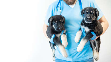 two cute fluffy German Shepherd puppy on veterinarians hands. vet examines the dog. banner with copy spaceの写真素材