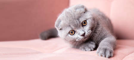 adorable fluffy small grey domestic Kitty lying on pink soft sofa at home. cute fold scottish cat. pets bannerの写真素材