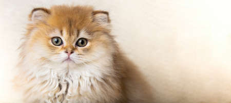 portrait of a cute fluffy multicolored ginger kitty looking at the camera close-up with a place for text. banner with a kitten. longhaired cat.の写真素材