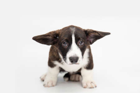 Welsh Corgi Cardigan cute fluffy dog puppies. funny animals on white background with copy spaceの写真素材