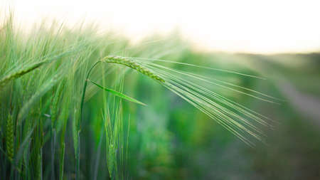 rye field close-up at sunset. ears of wheat at dawnの写真素材