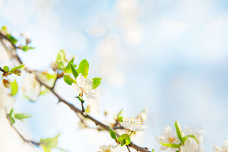 Beautiful closeup flowering cherry branch on blue background