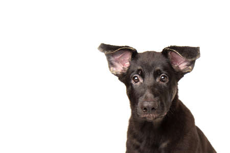 Close-up portrait german shepherd dog puppy. cute dog studio shot on isolated white background.の写真素材