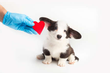 doctor holding a red heart next to Adorable cute little cardigan welsh corgi puppy on a white background. dog looks into the camera veterinary. pet care and love. copy space.の写真素材