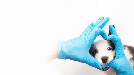 doctor holding heart shaped hands next to cute little cardigan welsh corgi puppy on white background. dog looks into the camera veterinary. pet care and love. copy space bannerの写真素材