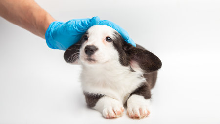 hand with a medical glove of doctor veterinarian stroking a cute little welsh corgi cardigan puppy on white background. dog looks into the camera veterinary. pet care and love. copy space bannerの写真素材