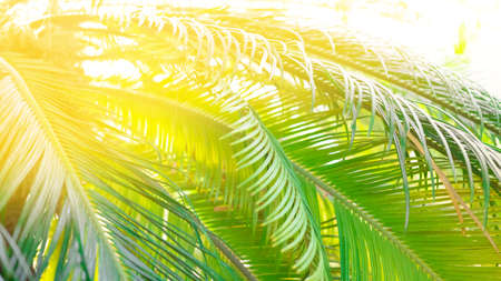 Awesome Tropical Date Palm Tree With Branches in sunlight. Leaf Palm Tree banner.の写真素材